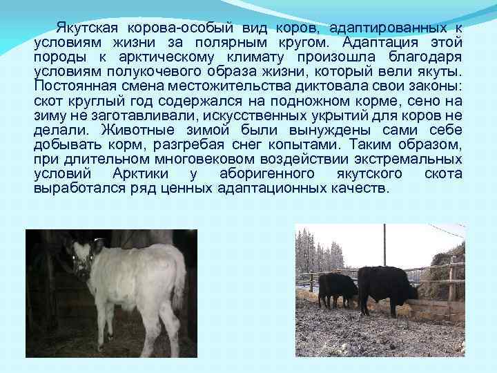 Якутская корова-особый вид коров, адаптированных к условиям жизни за полярным кругом. Адаптация этой породы