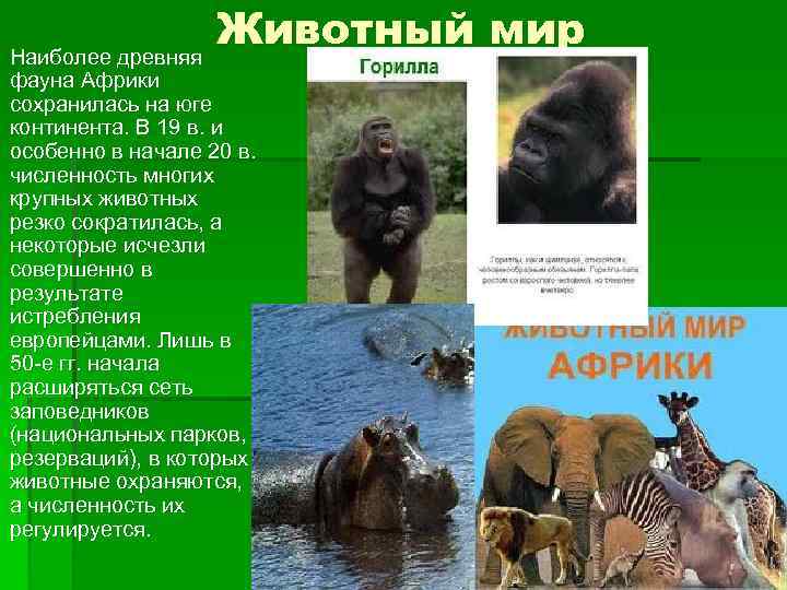 Животный мир Наиболее древняя фауна Африки сохранилась на юге континента. В 19 в. и