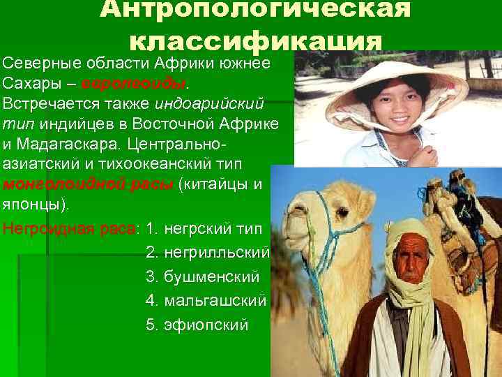 Антропологическая классификация Северные области Африки южнее Сахары – европеоиды. Встречается также индоарийский тип индийцев