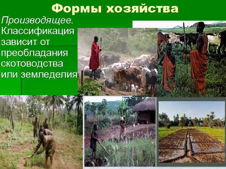 Формы хозяйства Производящее. Классификация зависит от преобладания скотоводства или земледелия. 