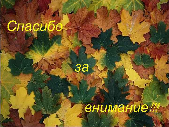 Спасибо за внимание!!! 