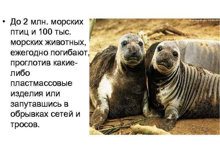  • До 2 млн. морских птиц и 100 тыс. морских животных, ежегодно погибают,