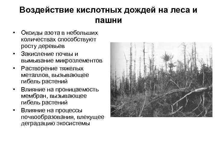 Воздействие кислотных дождей на леса и пашни • Оксиды азота в небольших количествах способствуют