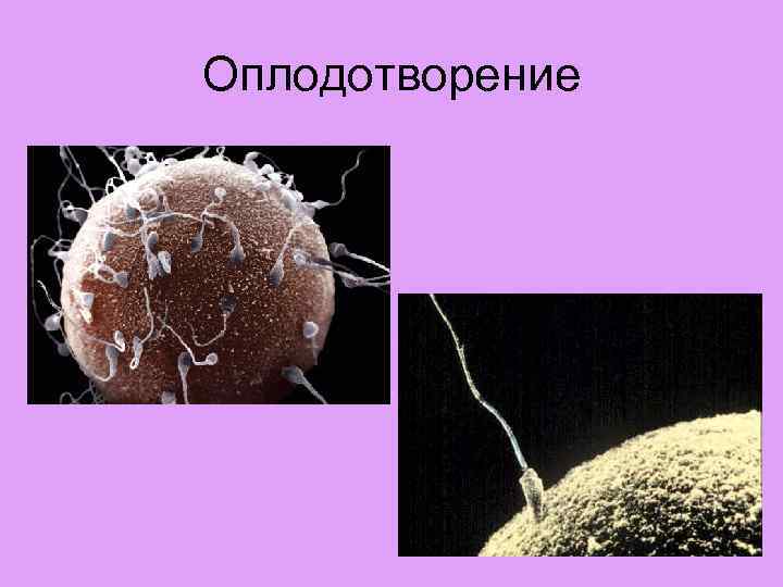 Оплодотворение происходит в течении. Оплодотворение. Оплодотворение яйцеклетки. Оплодотворение яйцеклетки у человека. Оплодотворение у человека презентация.