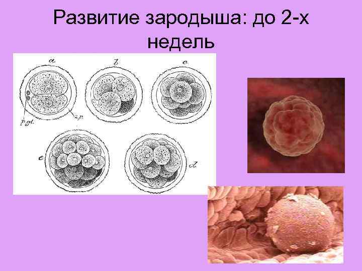 Развитие зародыша после оплодотворения. Развитие зародыша.