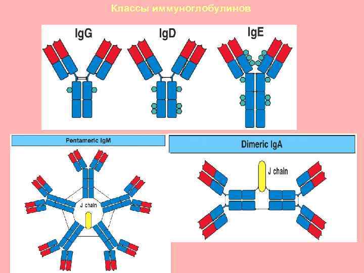 Классы иммуноглобулинов Figure 4 -18 
