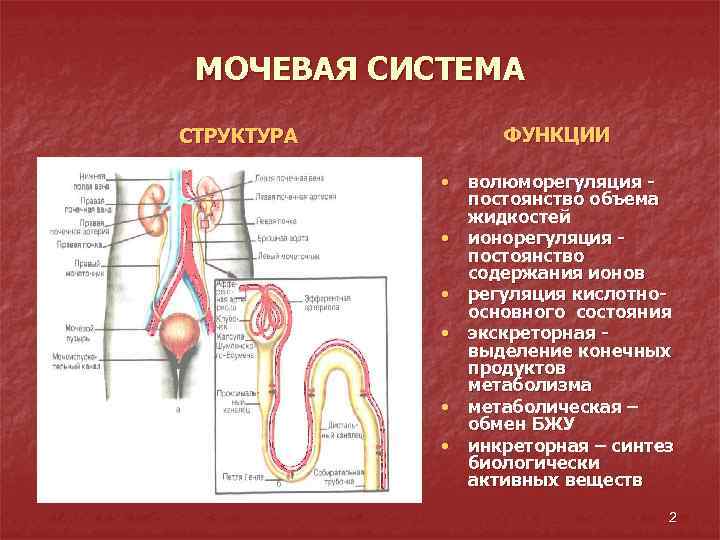 МОЧЕВАЯ СИСТЕМА СТРУКТУРА ФУНКЦИИ • волюморегуляция постоянство объема жидкостей • ионорегуляция постоянство содержания ионов