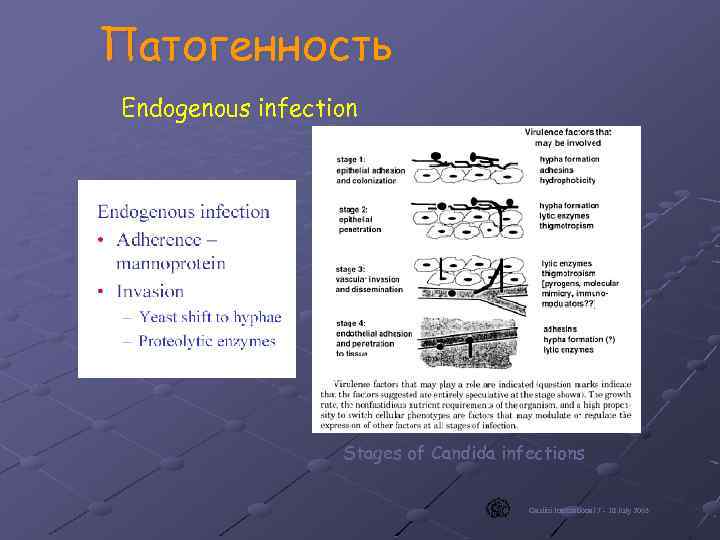 Патогенность Endogenous infection Stages of Candida infections Gaslini International 7 - 18 July 2003