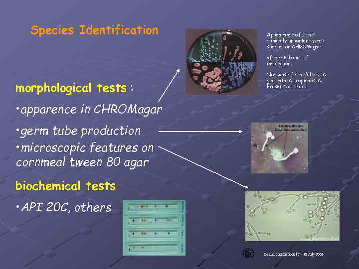 Species Identification Appearance of some clinically important yeast species on CHROMagar after 48 hours