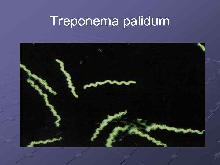 Treponema pаlidum 