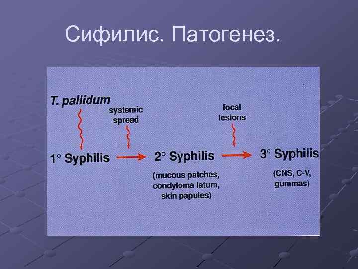 Сифилис. Патогенез. 