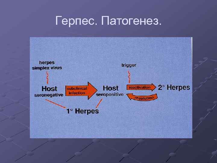 Герпес. Патогенез. 