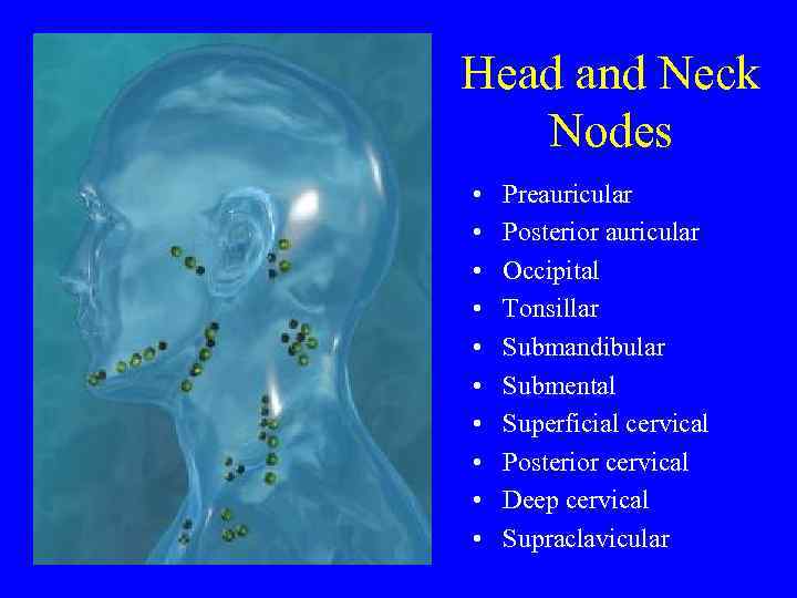 Head and Neck Nodes • • • Preauricular Posterior auricular Occipital Tonsillar Submandibular Submental