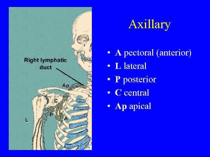 Axillary • • • A pectoral (anterior) L lateral P posterior C central Ap