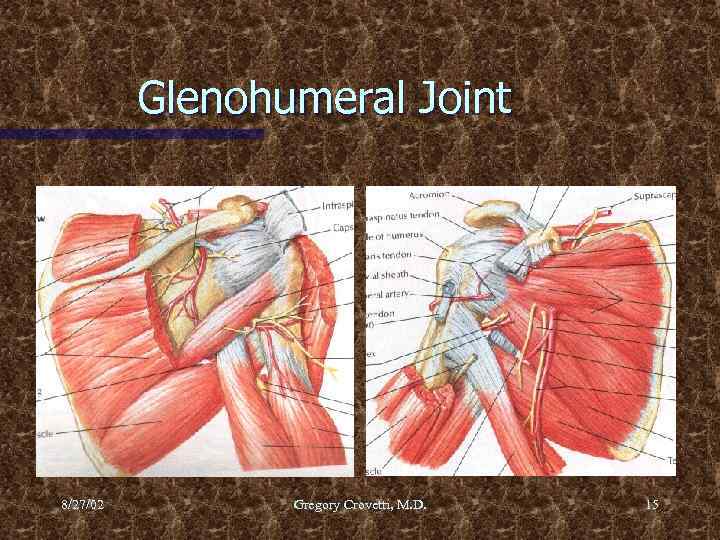 Glenohumeral Joint 8/27/02 Gregory Crovetti, M. D. 15 