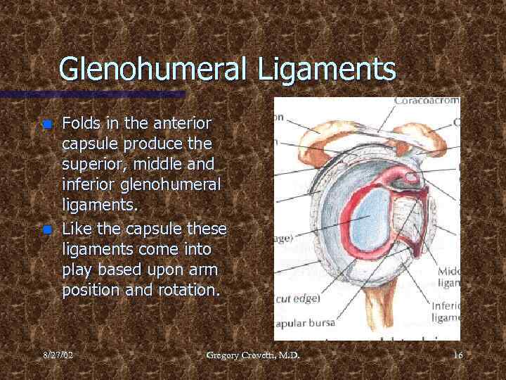 Glenohumeral Ligaments n n Folds in the anterior capsule produce the superior, middle and