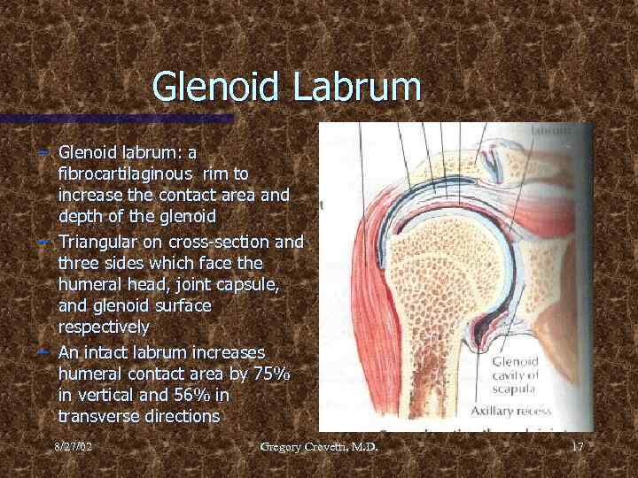 Glenoid Labrum – Glenoid labrum: a fibrocartilaginous rim to increase the contact area and