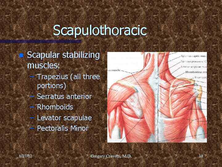 Scapulothoracic n Scapular stabilizing muscles: – Trapezius (all three portions) – Serratus anterior –