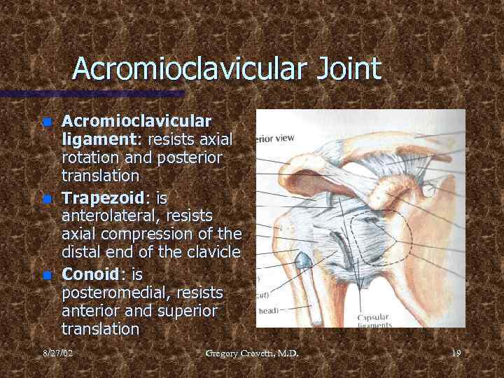 Acromioclavicular Joint n n n Acromioclavicular ligament: resists axial rotation and posterior translation Trapezoid: