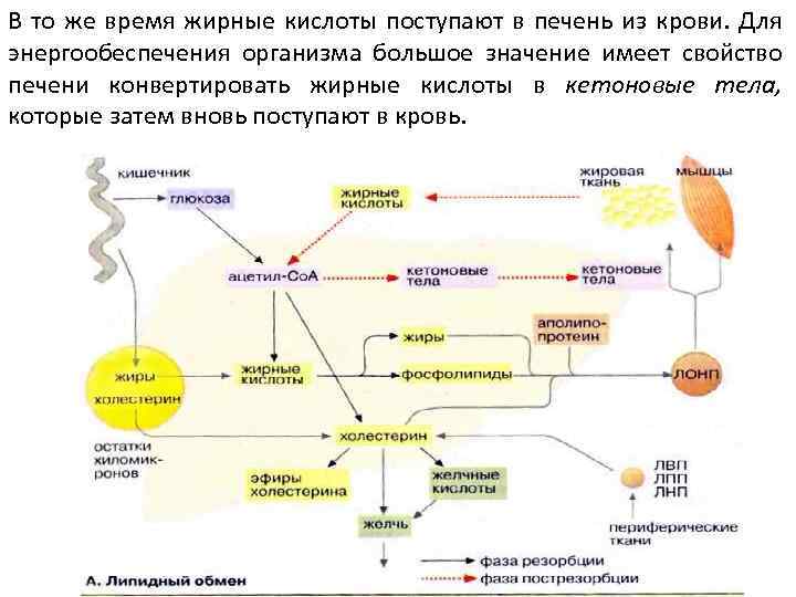 В то же время жирные кислоты поступают в печень из крови. Для энергообеспечения организма