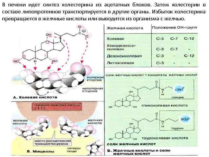В печени идет синтез холестерина из ацетатных блоков. Затем холестерин в составе липопротеинов транспортируется