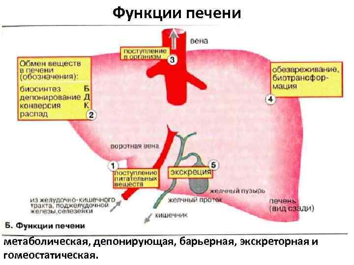 Функции печени метаболическая, депонирующая, барьерная, экскреторная и гомеостатическая. 