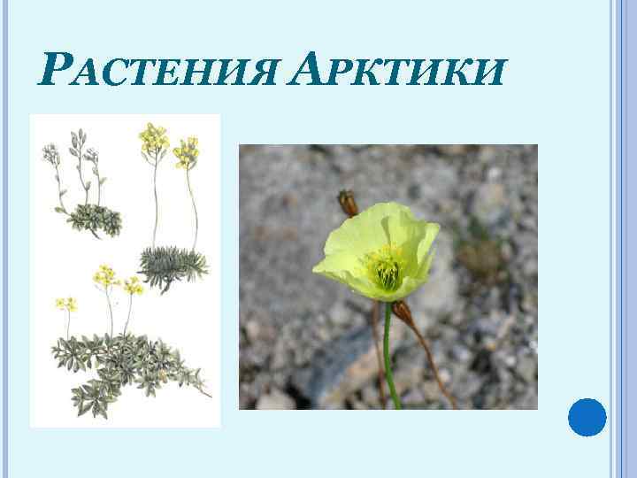 РАСТЕНИЯ АРКТИКИ 