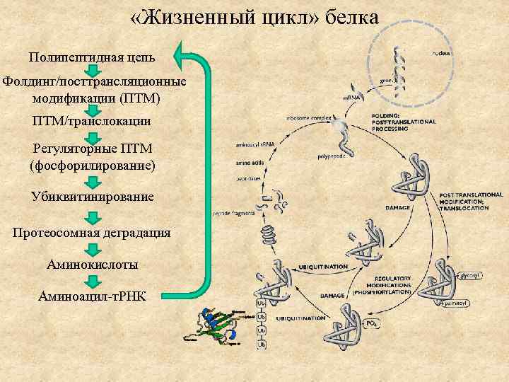  «Жизненный цикл» белка Полипептидная цепь Фолдинг/посттрансляционные модификации (ПТМ) ПТМ/транслокации Регуляторные ПТМ (фосфорилирование) Убиквитинирование