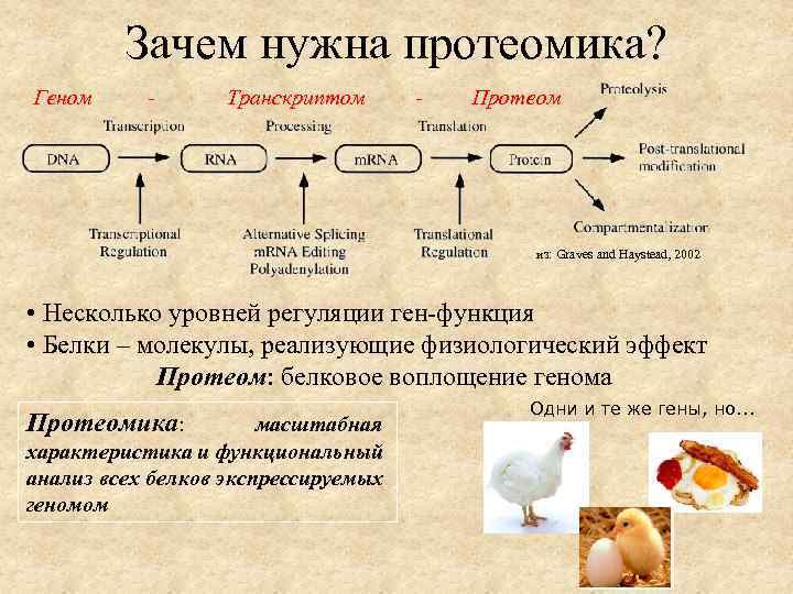 Зачем нужна протеомика? Геном - Транскриптом - Протеом из: Graves and Haystead, 2002 •