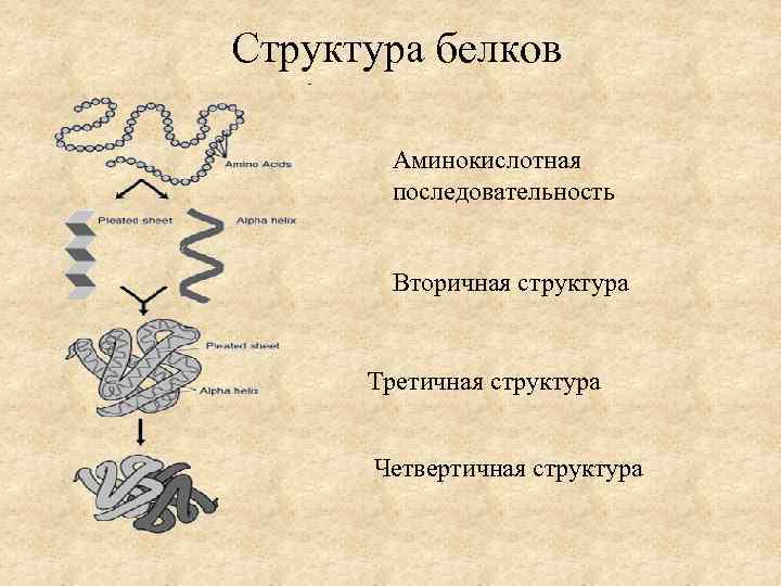 Структура белков Аминокислотная последовательность Вторичная структура Третичная структура Четвертичная структура 