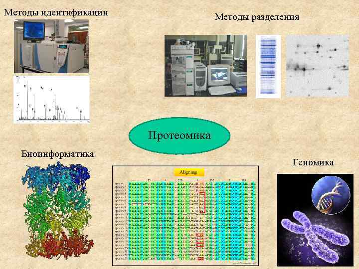 Методы идентификации Методы разделения Протеомика Биоинформатика Геномика 