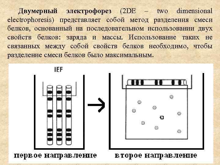 Двумерный электрофорез (2 DE – two dimensional electrophoresis) представляет собой метод разделения смеси белков,