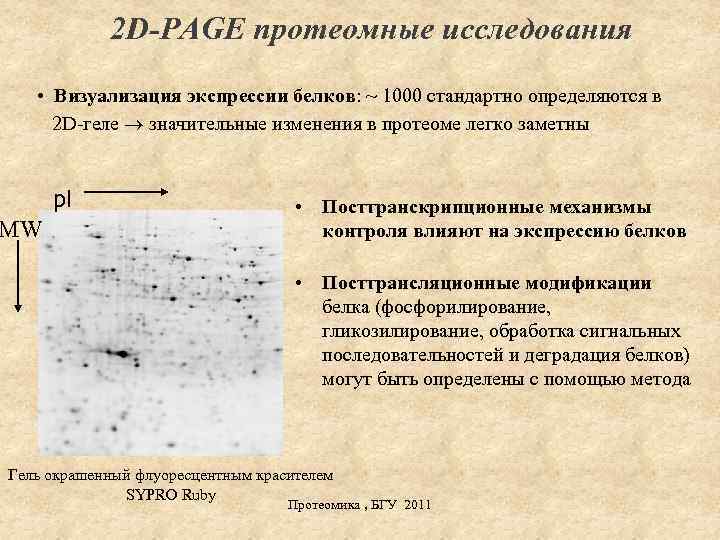 2 D-PAGE протеомные исследования • Визуализация экспрессии белков: ~ 1000 стандартно определяются в 2