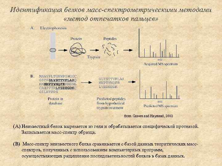 Идентификация белков масс-спектрометрическими методами «метод отпечатков пальцев» from Graves and Haystead, 2002 (A) Неизвестный