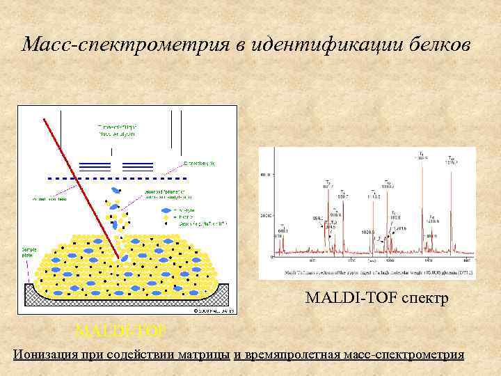 Масс-спектрометрия в идентификации белков MALDI-TOF спектр MALDI-TOF Ионизация при содействии матрицы и времяпролетная масс-спектрометрия