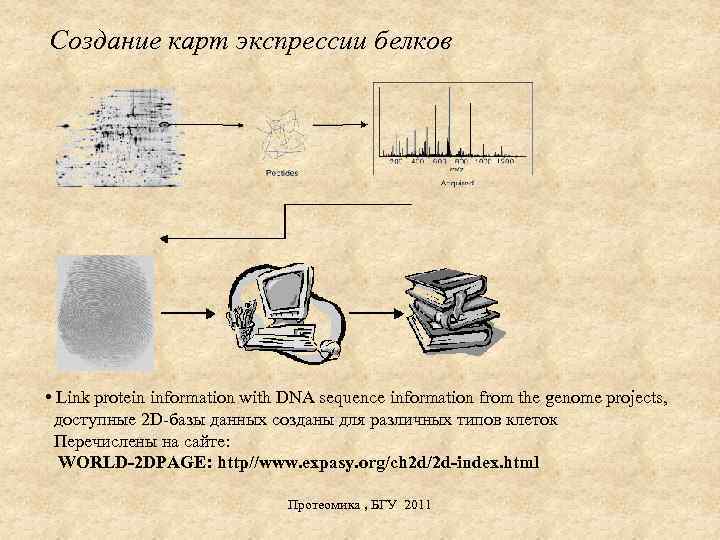 Создание карт экспрессии белков • Link protein information with DNA sequence information from the