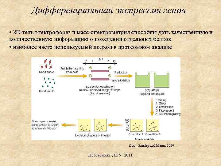 Дифференциальная активность гена