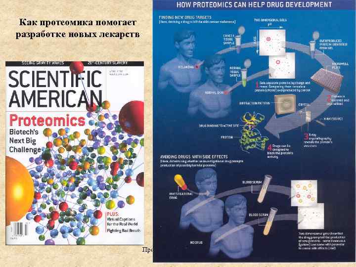 Как протеомика помогает разработке новых лекарств Протеомика , БГУ 2011 