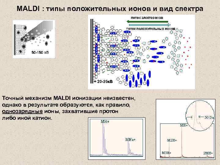 MALDI : типы положительных ионов и вид спектра Точный механизм MALDI ионизации неизвестен, однако
