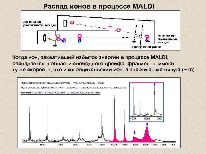 Распад ионов в процессе MALDI Когда ион, захвативший избыток энергии в процессе MALDI, распадается