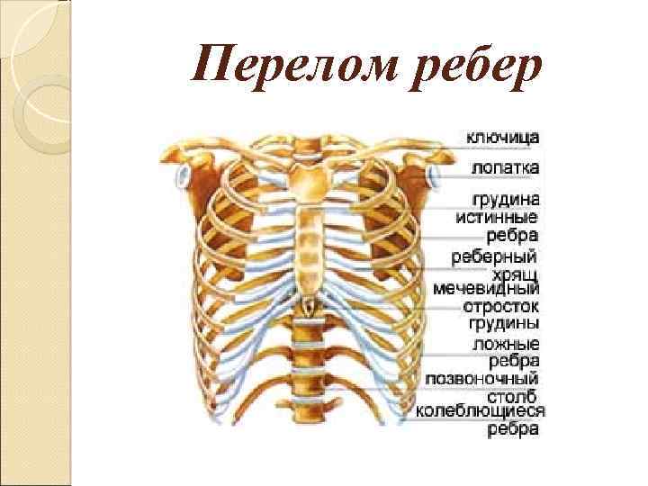 Где находится мечевидный отросток у человека фото