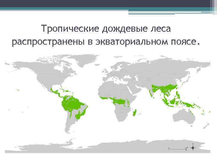 Тропические дождевые леса распространены в экваториальном поясе. 