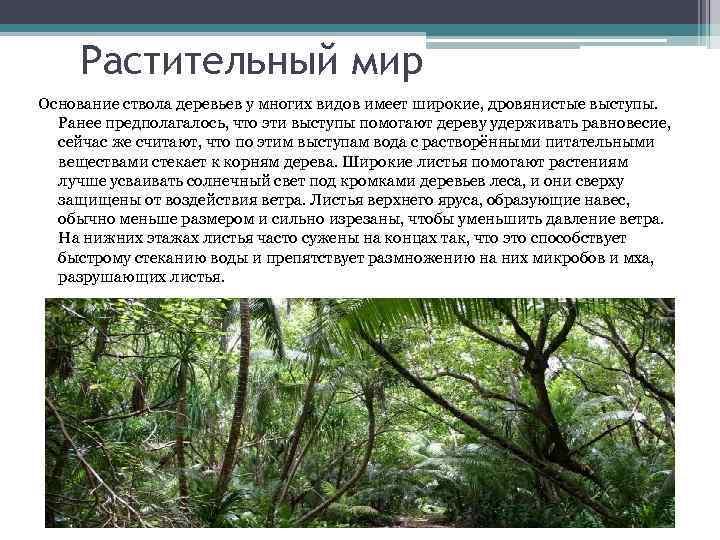 Растительный мир Основание ствола деревьев у многих видов имеет широкие, дровянистые выступы. Ранее предполагалось,