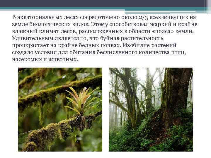 В экваториальных лесах сосредоточено около 2/3 всех живущих на земле биологических видов. Этому способствовал