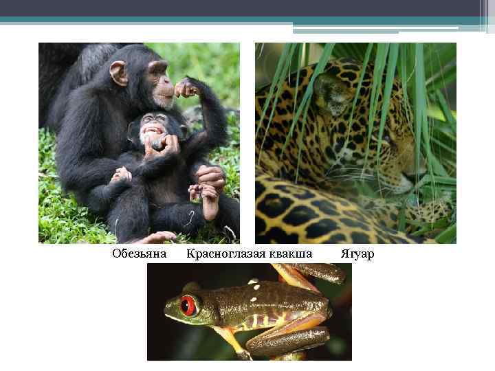 Обезьяна Красноглазая квакша Ягуар 