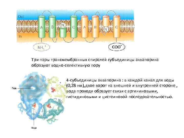 Три пары трансмембранных спиралей субъединицы аквапорина образуют водно-селективную пору 4 -субъединицы аквапорина : в