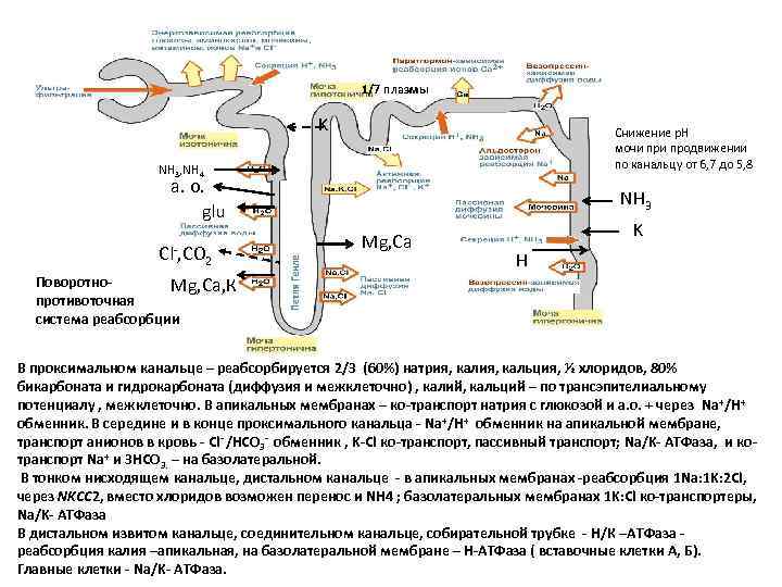 1/7 плазмы K Cнижение р. Н мочи продвижении по канальцу от 6, 7 до