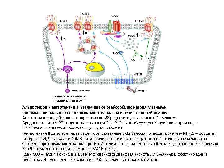 цитозольно-ядерный прямой механизм Альдостерон и ангеотензин II увеличивают реабсорбцию натрия главными клетками дистального соединительного