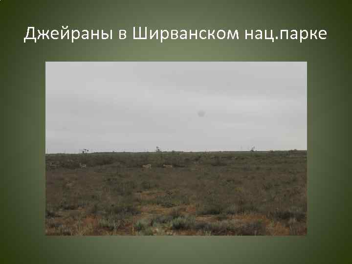 Джейраны в Ширванском нац. парке 