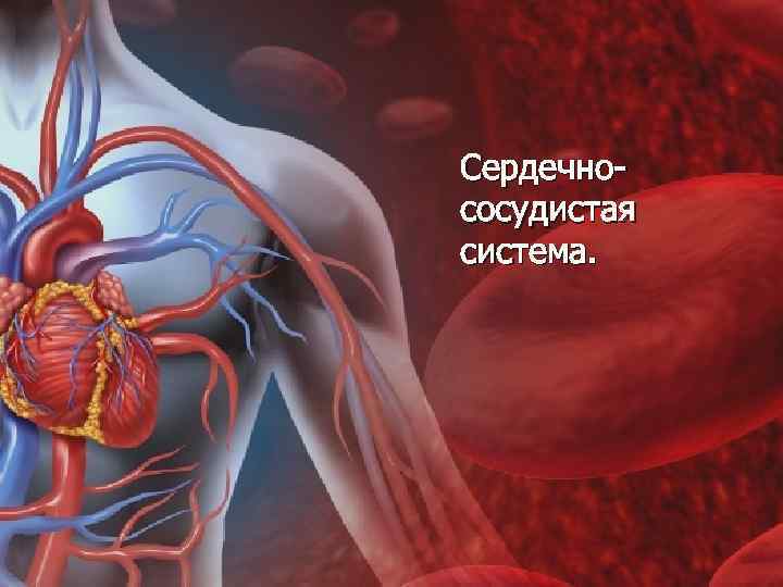 Сердечнососудистая система. 